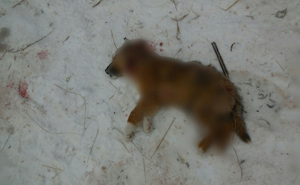 Ночью 9 декабря в Алексине расстреляли восемь щенков