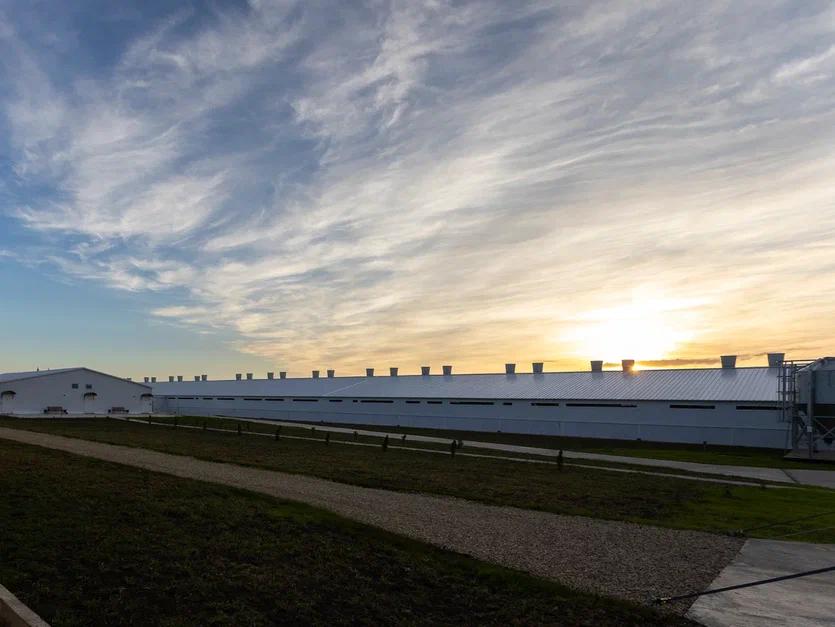 Под Епифанью в Тульской области открыли вторую очередь огромного свинокомплекса «Кимовский»