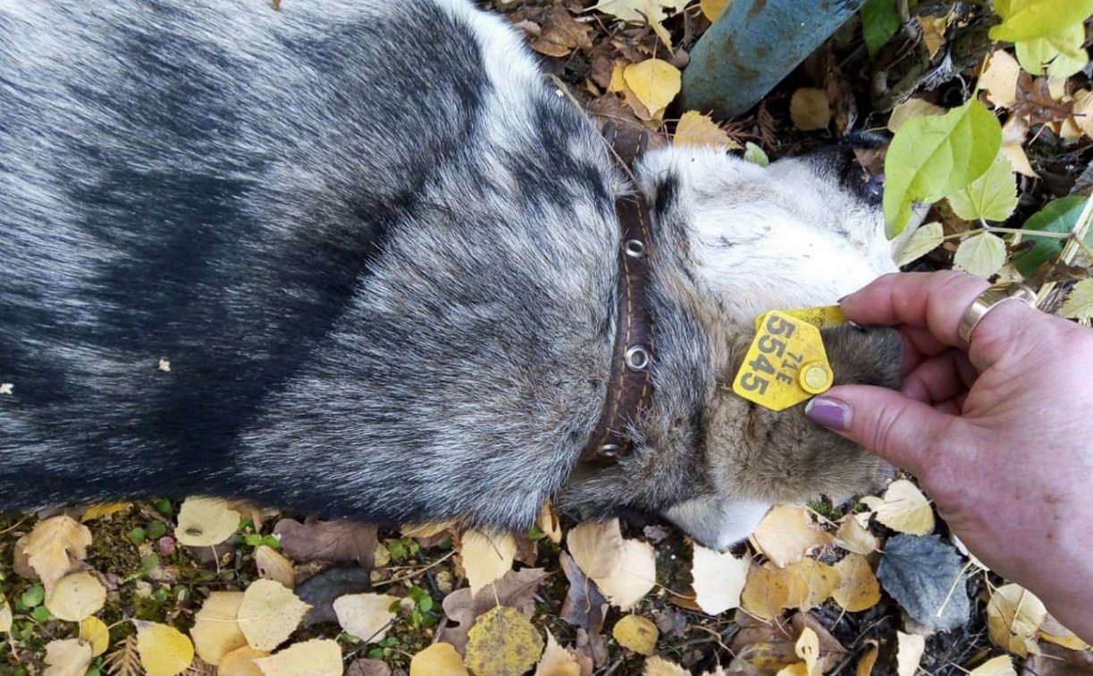 В Тульской области волонтеры сообщают об убийствах чипированных собак (фото 18+)