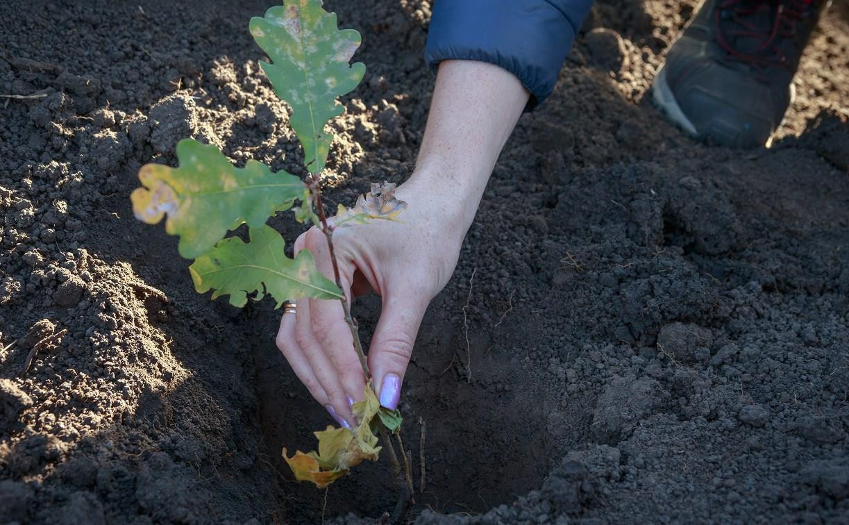На Куликовом поле пройдет акция «Зеленая дубрава»: посадим дубки?