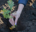 На Куликовом поле пройдет акция «Зеленая дубрава»: посадим дубки?