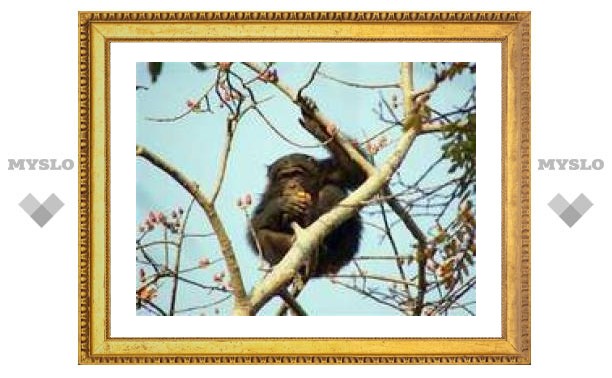 Сенегальские шимпанзе начали охотиться с копьями