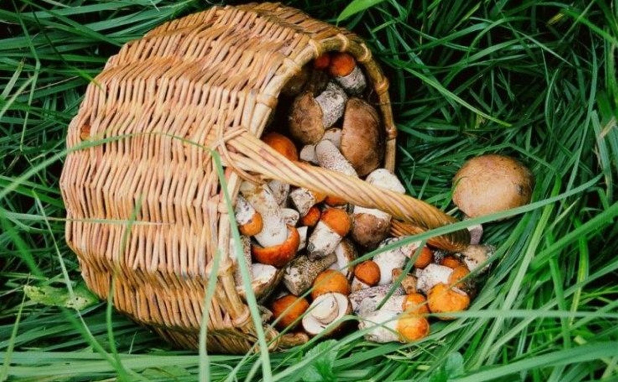 В Дубенском лесу найдено тело грибника с огнестрельным ранением 