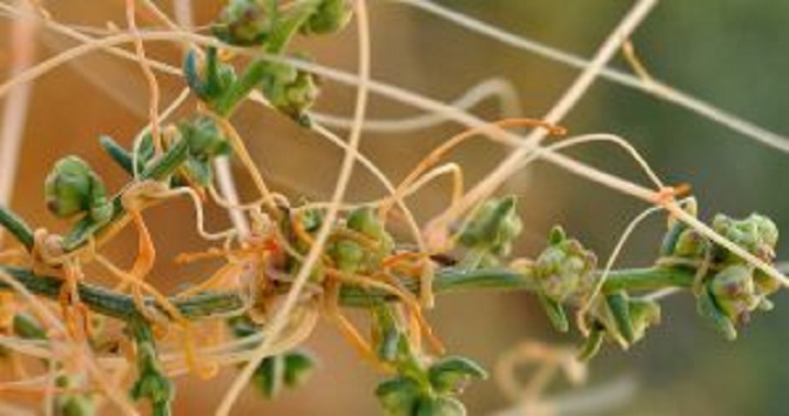 В Плавском районе ввели карантин из-за ядовитой повилики