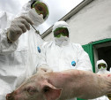 Для подавления очага африканской чумы свиней в область приехали специалисты со всей России
