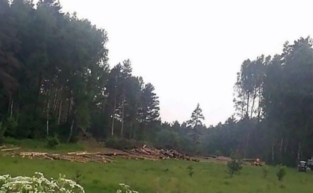 Масштабную вырубку леса в Алексинском районе проверяет прокуратура
