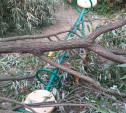 В Туле дерево упало на детскую площадку