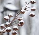 Погода в Туле 24 ноября: снег с дождём и низкое давление