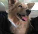 Собака убитой на Косой Горе тульской семьи уехала жить в Грузию