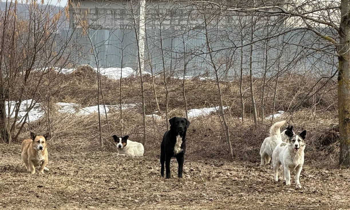 В Туле на Бежковской отловили четырех агрессивных псов после жалоб жителей