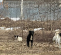В Туле на Бежковской отловили четырех агрессивных псов после жалоб жителей