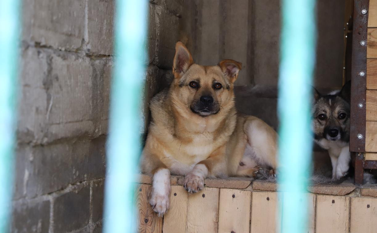 Истории питомцев тульского приюта «Любимец» – в Международный день собак
