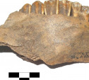 Генетики изучат кости и зубы телят, найденные тульскими археологами при раскопках