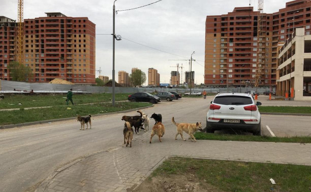 Стая агрессивных собак терроризирует жителей ул. Новомосковской