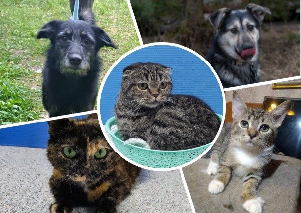 Туляков приглашают на выставку-пристройство кошек и собак «Машина добра»