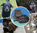 Туляков приглашают на выставку-пристройство кошек и собак «Машина добра»