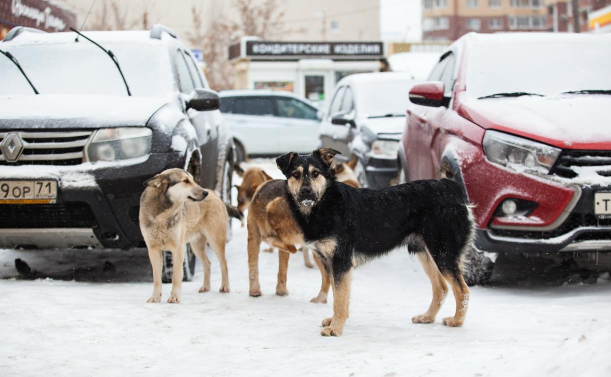 Бродячие собаки в Туле: куда пожаловаться и что происходит с ними после отлова