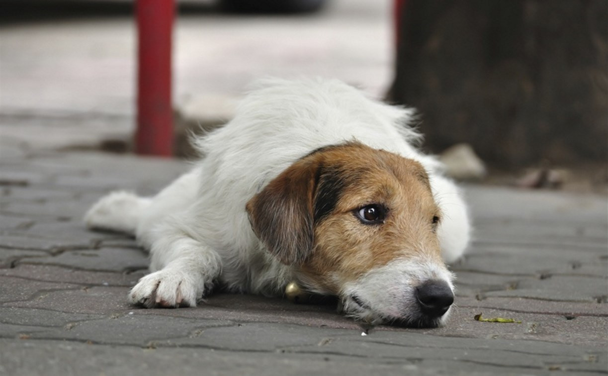 Волонтеры добиваются закрытия «веневской усыпалки» для бездомных собак