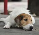 Волонтеры добиваются закрытия «веневской усыпалки» для бездомных собак