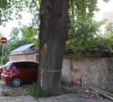 Туляки просят спасти от вырубки старинный дуб на улице Энгельса