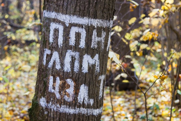 Тульские леса оказались под угрозой из-за увеличения численности пяденицы северной