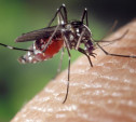 Роспотребнадзор: появившиеся в России комары переносят лихорадку Западного Нила