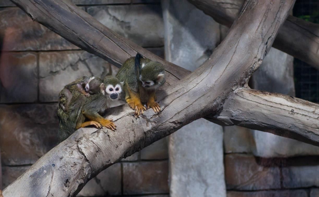 В Тульском экзотариуме у семьи беличьих обезьян саймири появился малыш