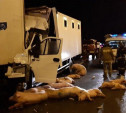 Перевозивший свиней водитель грузовика погиб в страшном ДТП на М-2 