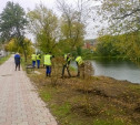 В Туле на улице Дмитрия Ульянова высадили ивы