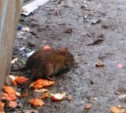 Роспотребнадзор наказал тульскую УК за полчища крыс на мусорной площадке