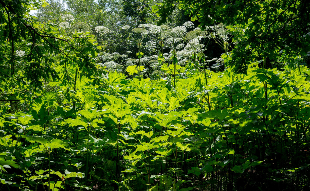 «Из года в год опаздывали»: Миляев потребовал начать борьбу с борщевиком вовремя