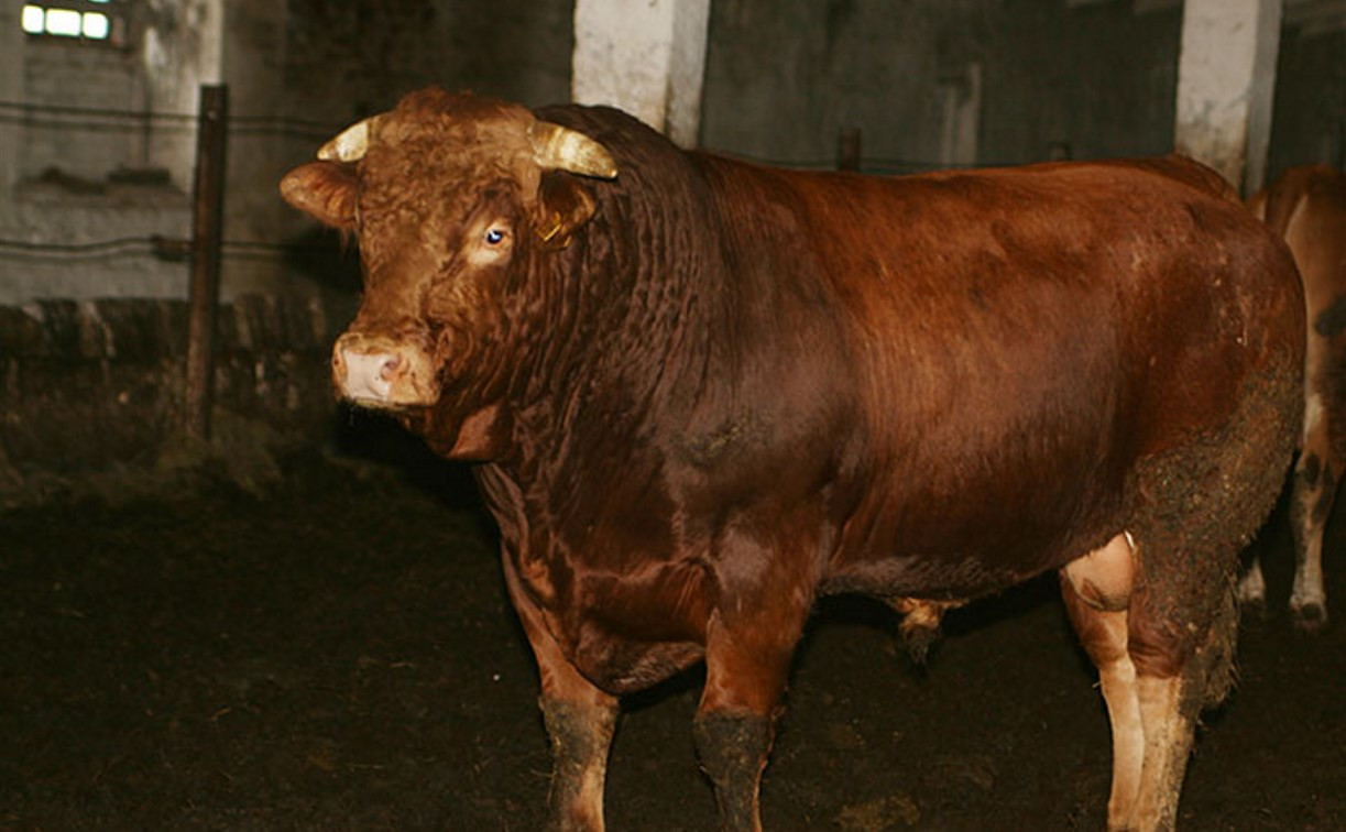 В Тульской области бык насмерть забодал мужчину