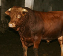 В Тульской области бык насмерть забодал мужчину