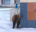 Привязанный медведь у школы на Калинина в Туле: новость оказалась фейком