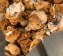 Туляки собирают в лесах грибы-«мозги»