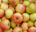 После Нового года яблоки в России будут стоить не меньше 60 рублей за кило