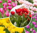 В Туле расцвели тысячи тюльпанов: яркий фоторепортаж Myslo 