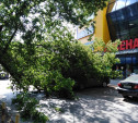 Туляки: «Фура зацепила дерево, и оно рухнуло на припаркованные авто»