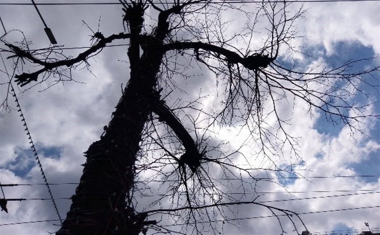 В центре Тулы удалят засохшие и зараженные тиростромозом деревья