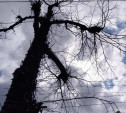 В центре Тулы удалят засохшие и зараженные тиростромозом деревья