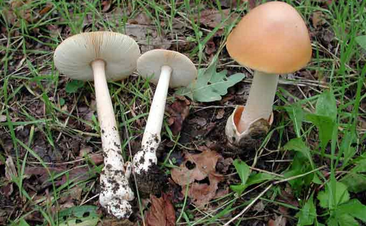 В Ефремовском районе три человека отравились грибами