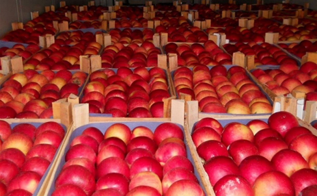В Тульскую область пытались провезти 19,5 тонн польских яблок