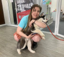 Туляков приглашают побыть волонтёрами в приюте для бездомных животных