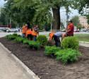 Администрация просит сообщать в полицию о кражах туй и можжевельников