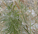 Погода 19 ноября: в Туле легкий мороз и без осадков