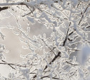 Погода в Туле на выходных: лёгкий мороз, снег и переменная облачность