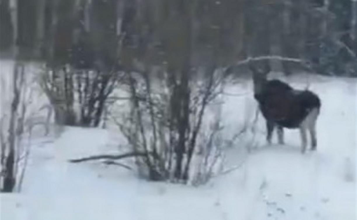 Жительница села Горшково сняла на видео встречу с лосиным семейством