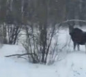 Жительница села Горшково сняла на видео встречу с лосиным семейством