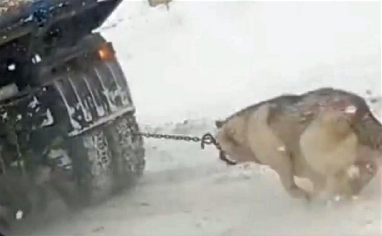 Видео с привязанной к самосвалу собакой: тульская полиция проводит проверку
