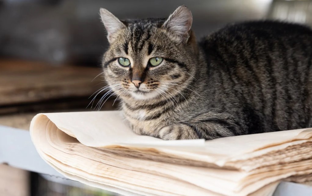 Выходные в тульском регионе будут облачными и прохладными